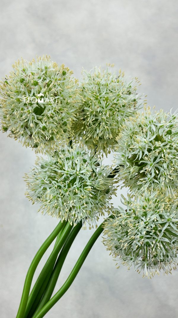 Allium Mount Everest