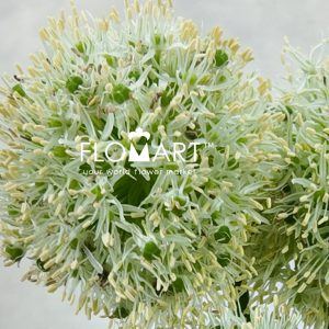 Allium Mount Everest