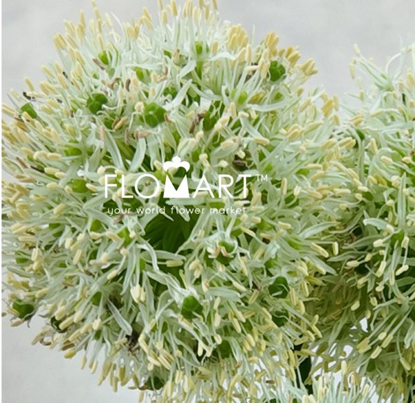 Allium Mount Everest