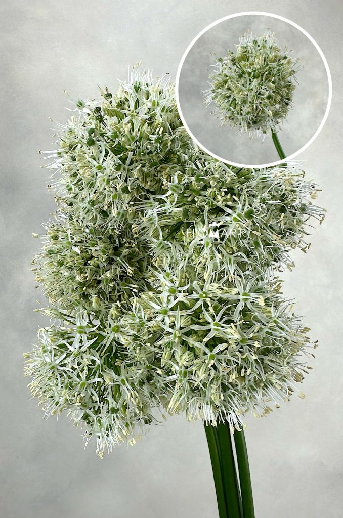 Allium Mount Everest
