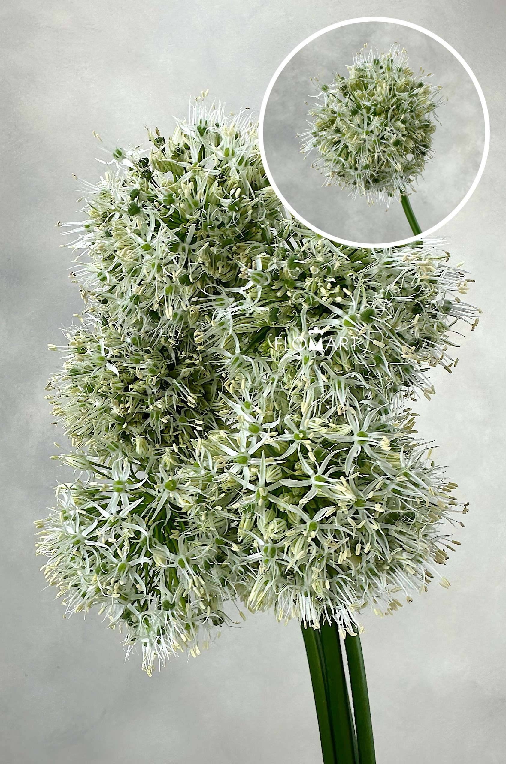 Allium Mount Everest - Image 1