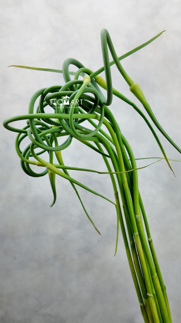 Allium Ophioscorodon Curly