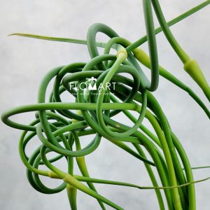 Allium Ophioscorodon Curly