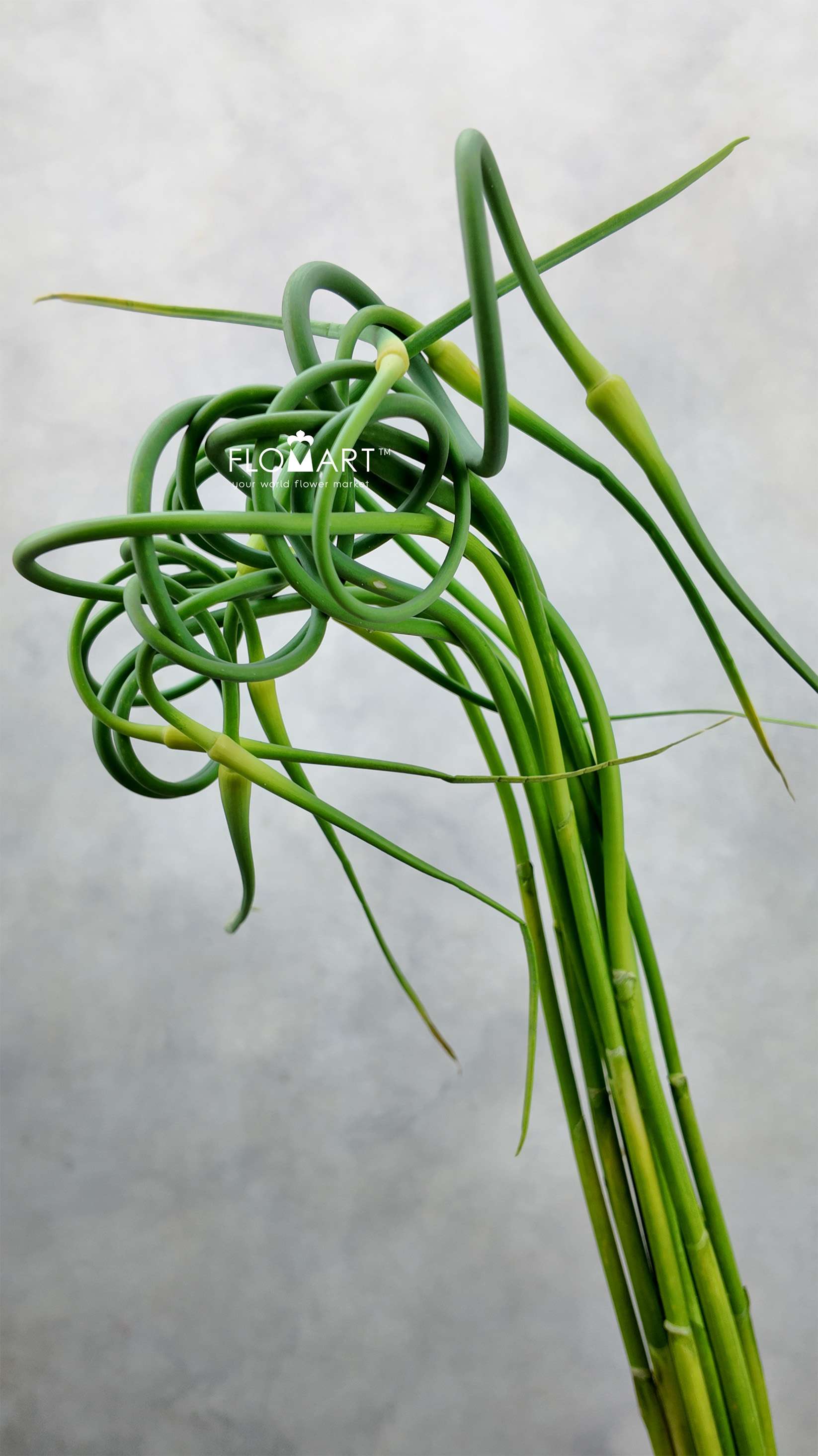 Allium Ophioscorodon Curly - Image 1