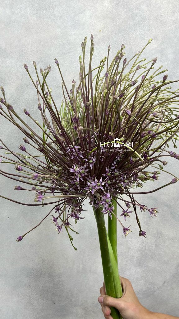 Allium Schubertii