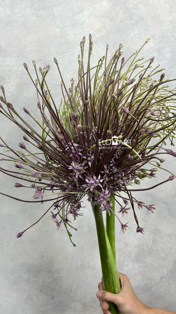 Allium Schubertii Allium Schubertii