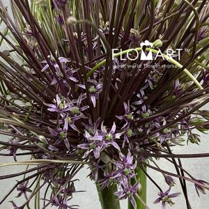 Allium Schubertii