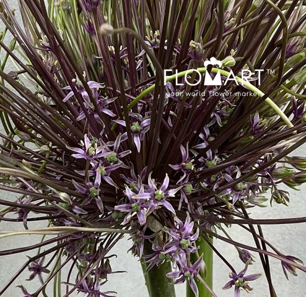 Allium Schubertii