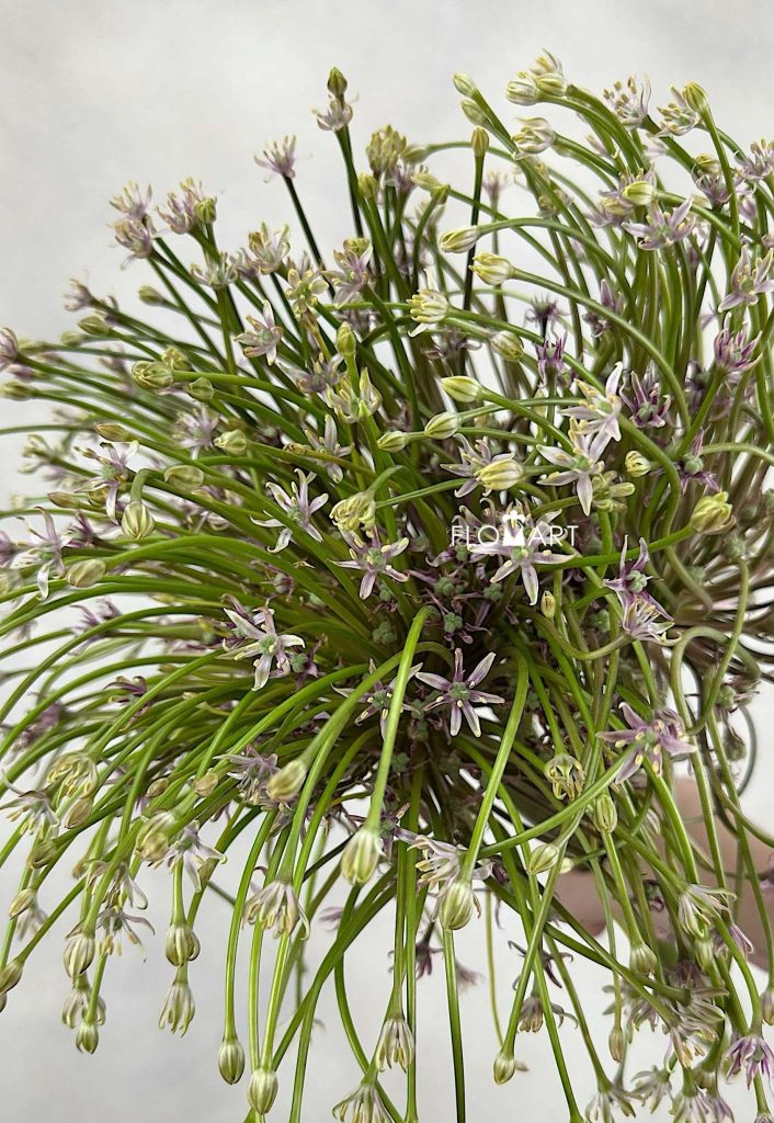 Allium Schubertii