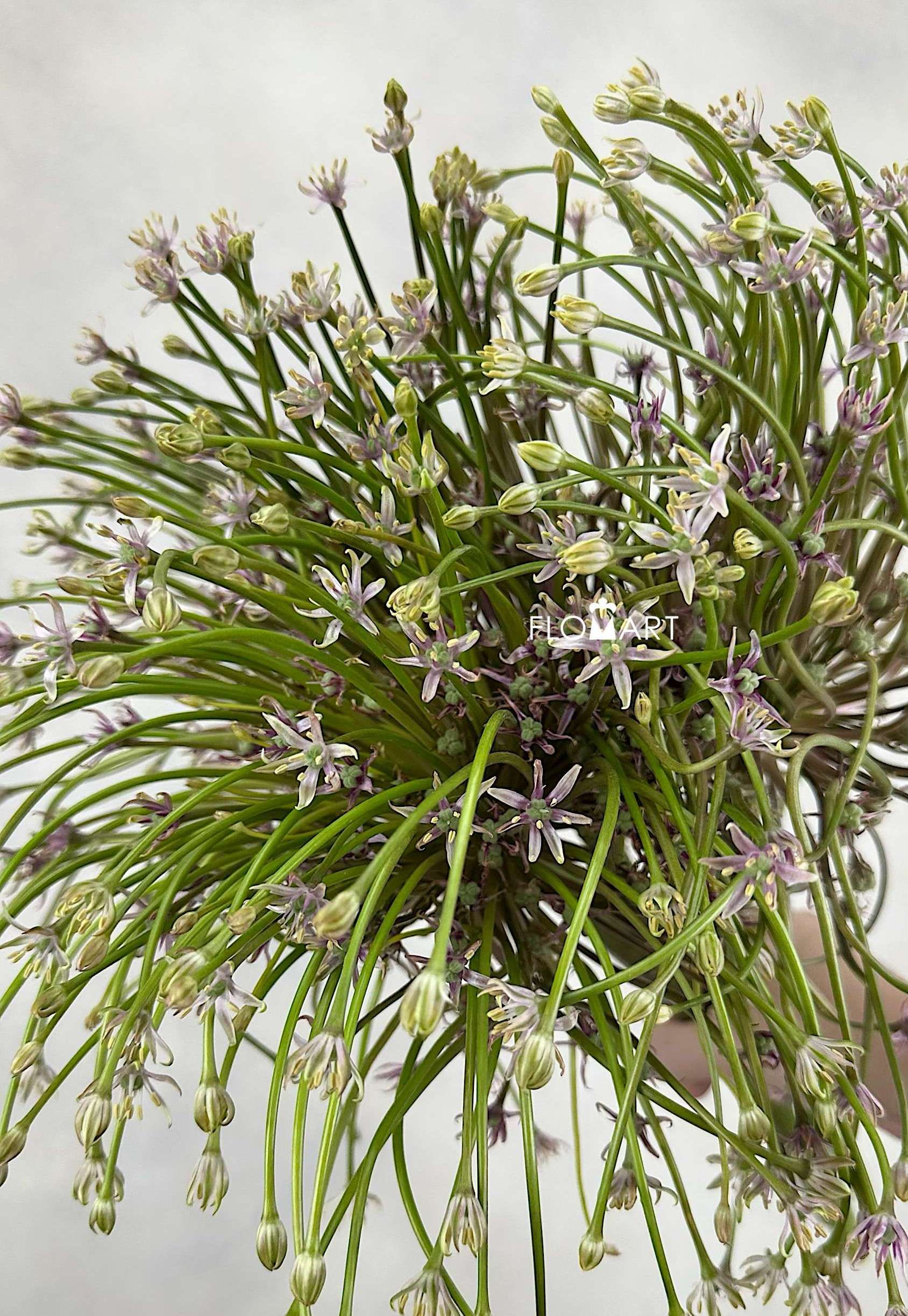 Allium Schubertii - Image 1