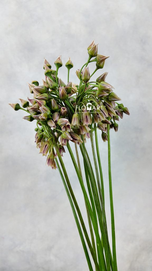 Allium Siculum
