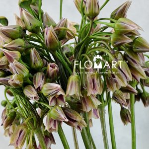 Allium Siculum