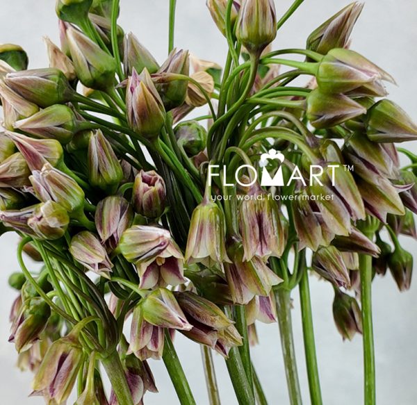Allium Siculum