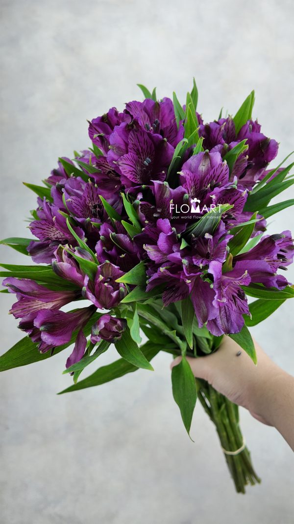 Alstroemeria Amatista