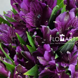 Alstroemeria Amatista