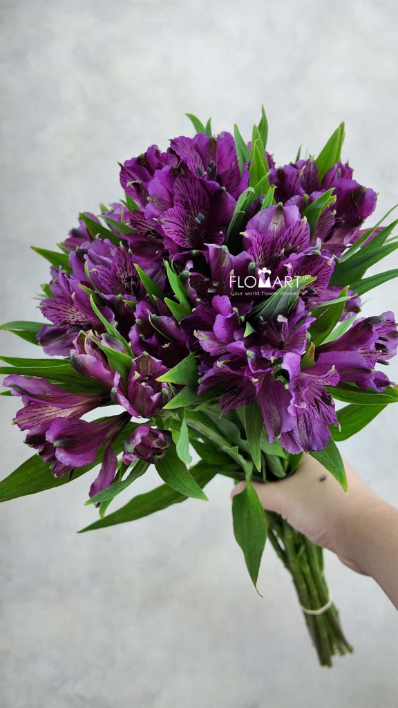 Alstroemeria Amatista