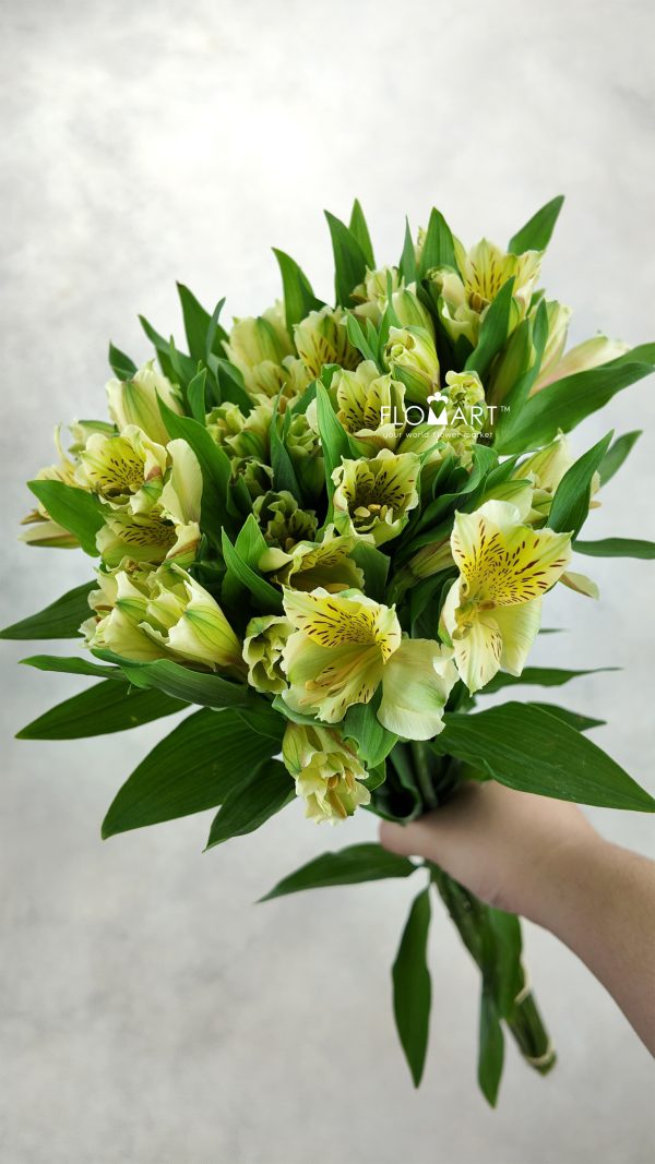 Alstroemeria Honey Bell