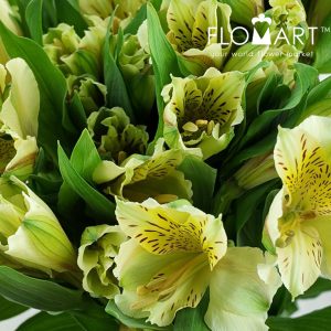 Alstroemeria Honey Bell