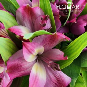 Alstroemeria Intenz Pink