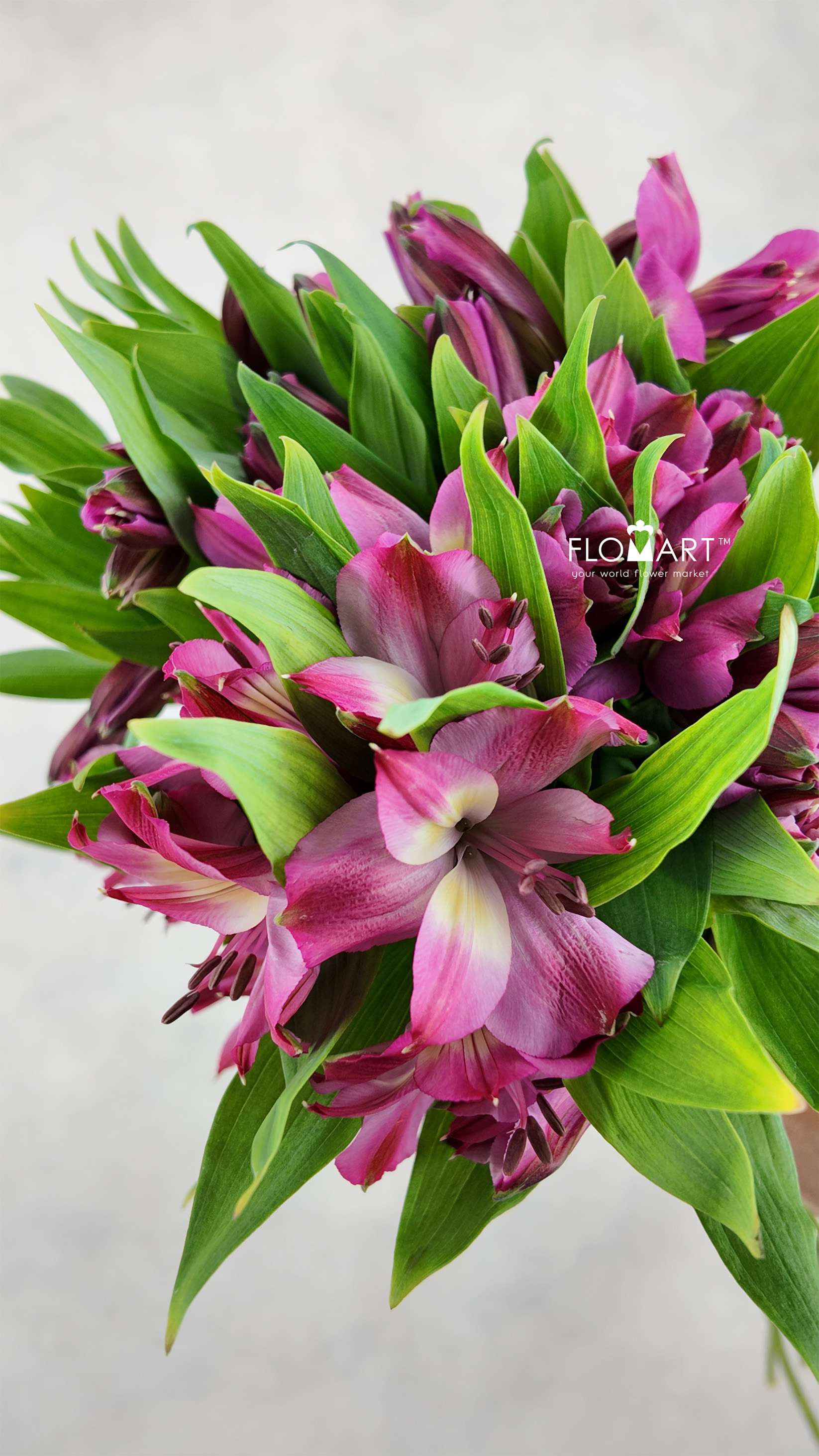 Alstroemeria Intenz Pink - Image 1
