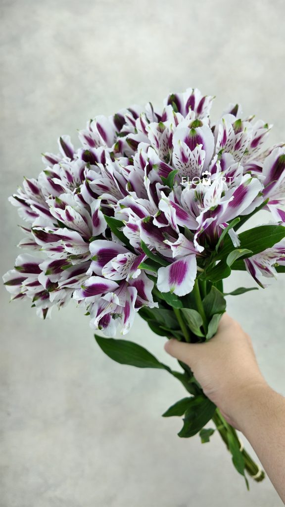 Alstroemeria Mayfair