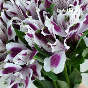 Alstroemeria Mayfair