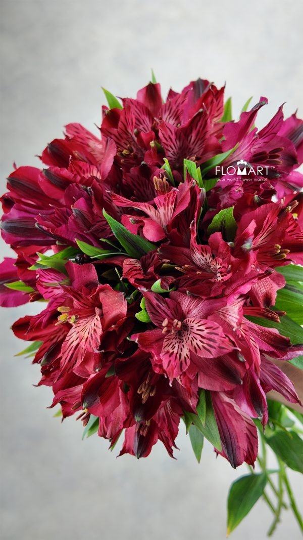Alstroemeria Natalya