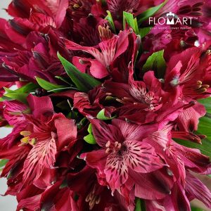 Alstroemeria Natalya