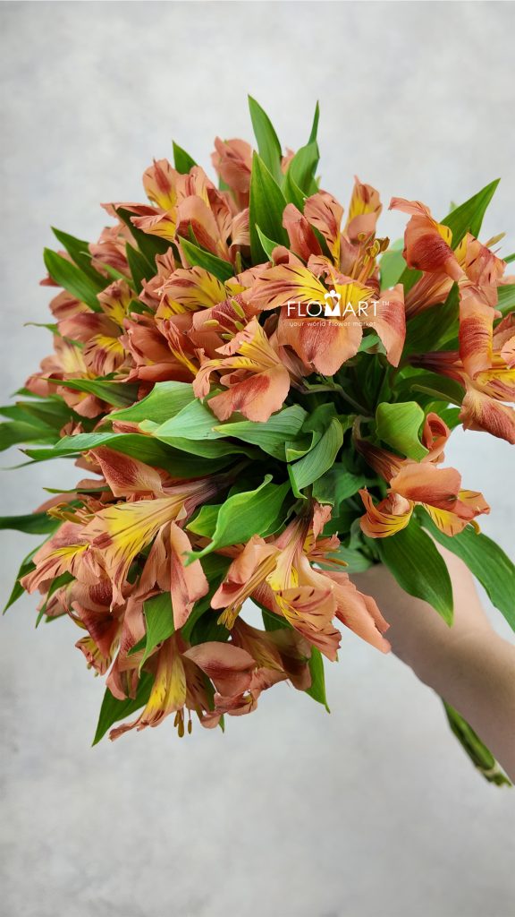 Alstroemeria Orange Queen