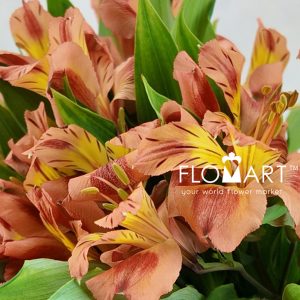 Alstroemeria Orange Queen