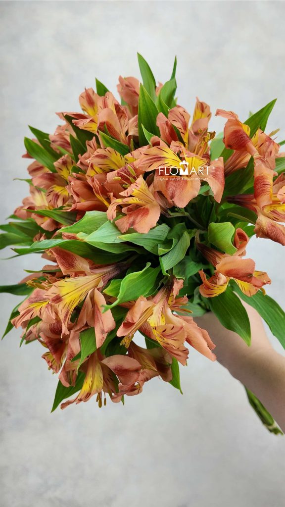 Alstroemeria Orange Queen