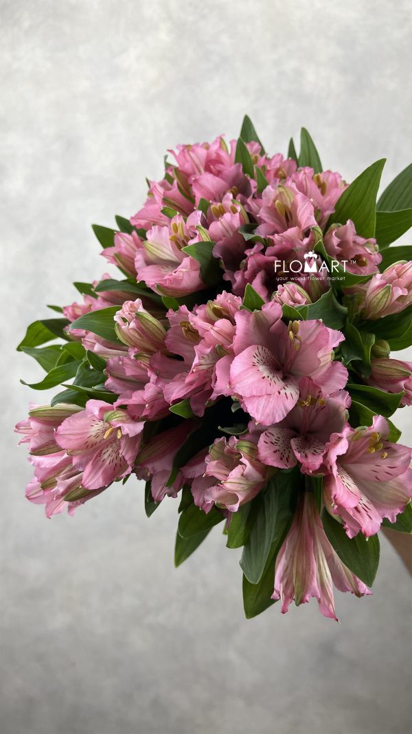 Alstroemeria Primadonna