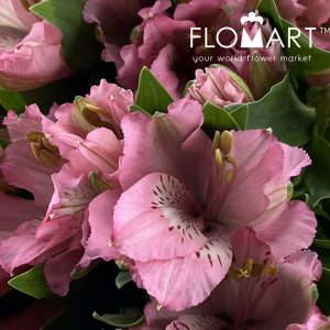 Alstroemeria Primadonna