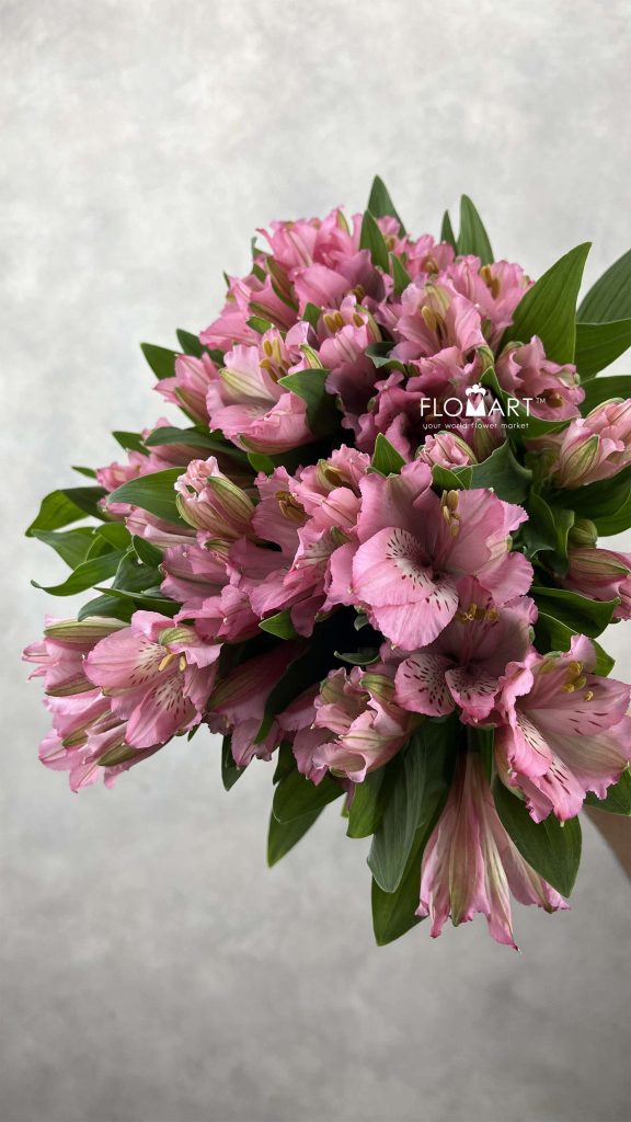 Alstroemeria Primadonna