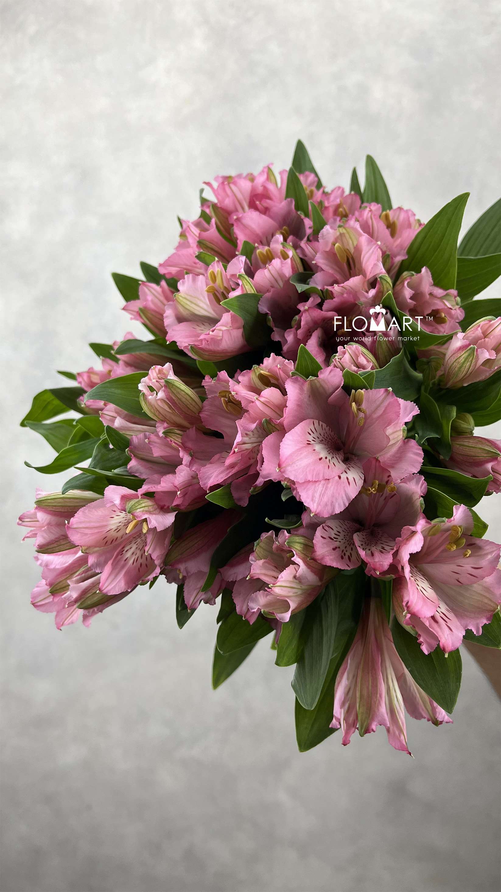 Alstroemeria Primadonna - Image 1