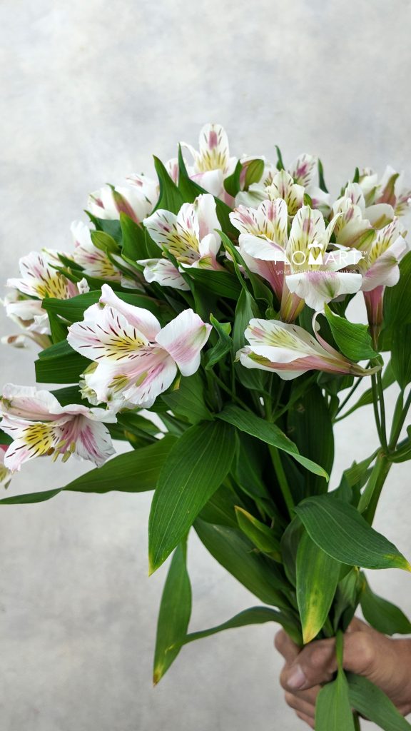 Alstroemeria Rebecca