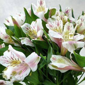 Alstroemeria Rebecca