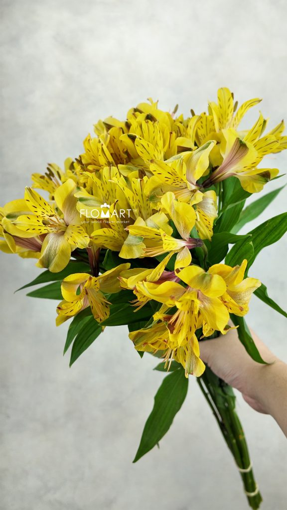 Alstroemeria Senna