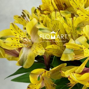 Alstroemeria Senna