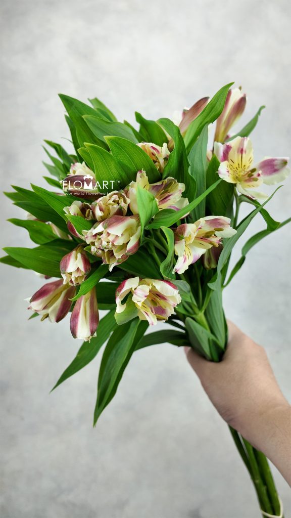 Alstroemeria Sylvan