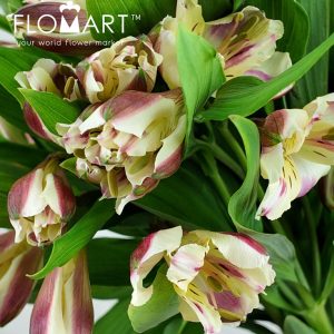 Alstroemeria Sylvan