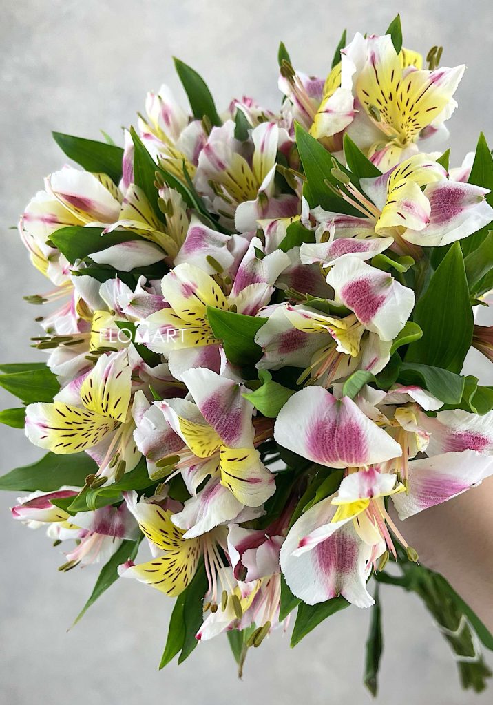 Alstroemeria Sylvan