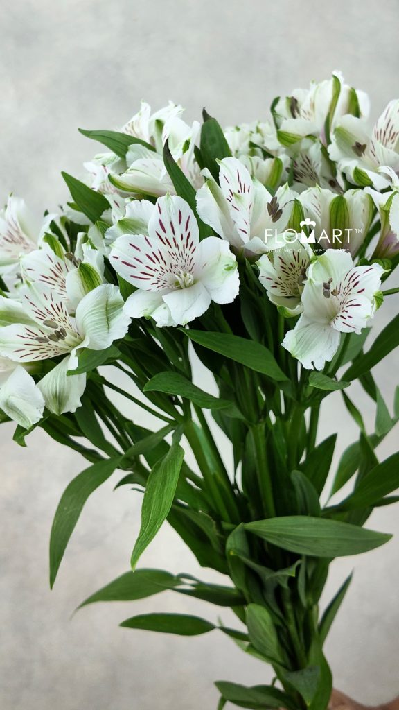 Alstroemeria Virginia