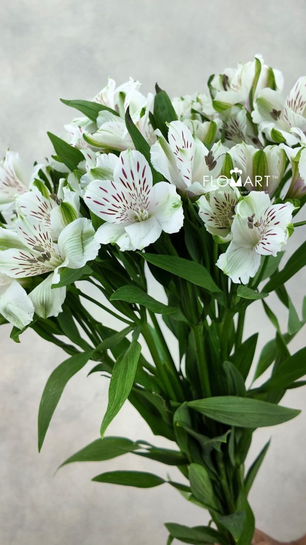 Alstroemeria Virginia