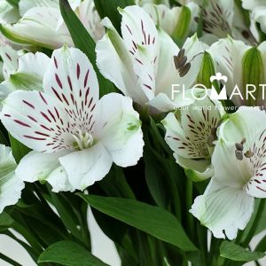 Alstroemeria Virginia