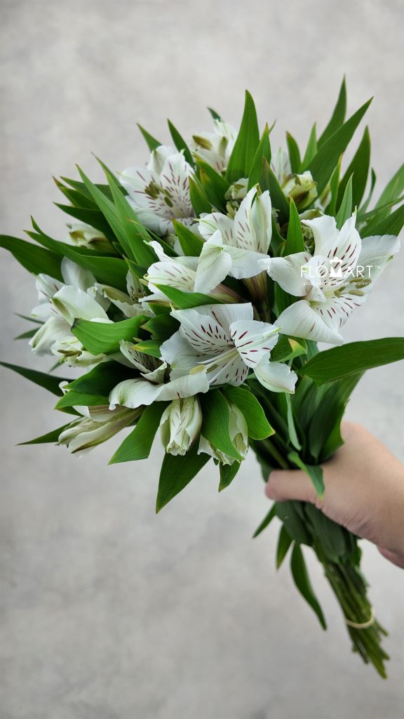 Alstroemeria Whitney