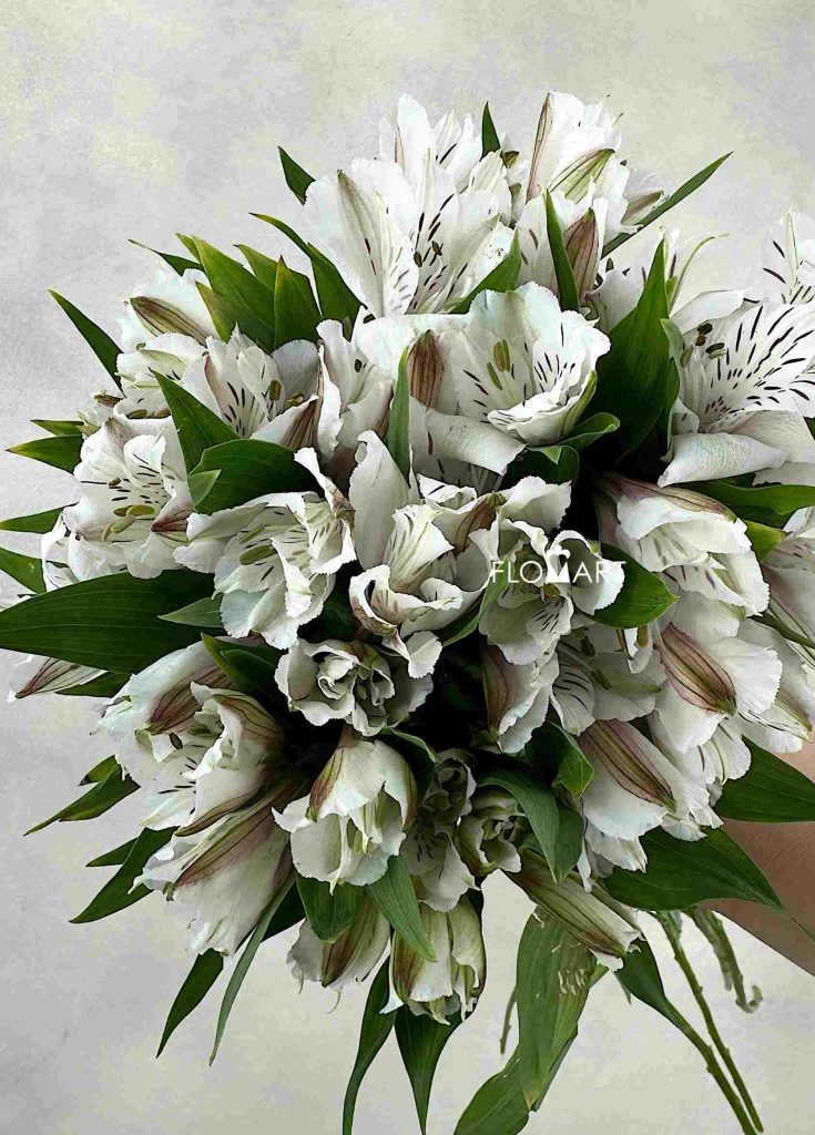 Alstroemeria Whitney