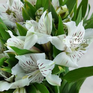Alstroemeria Whitney