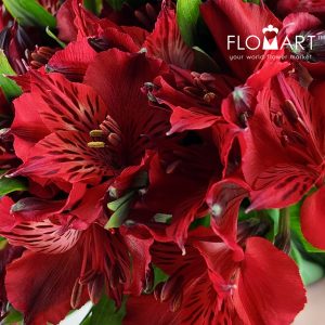 Alstromeria Nirvana