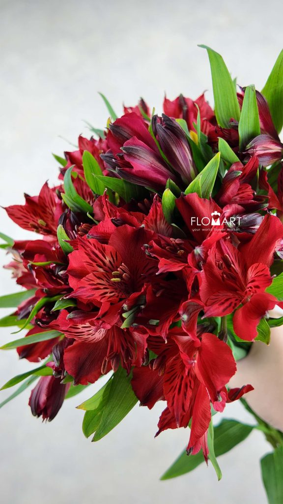 Alstroemeria Nirvana